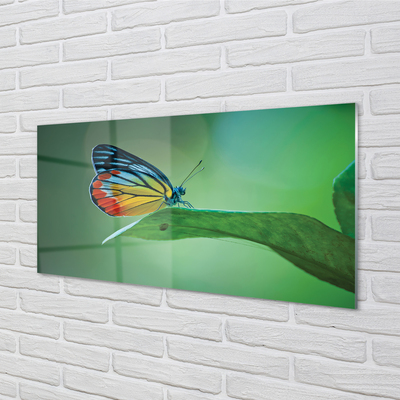 Acrylic print Colored butterfly journal