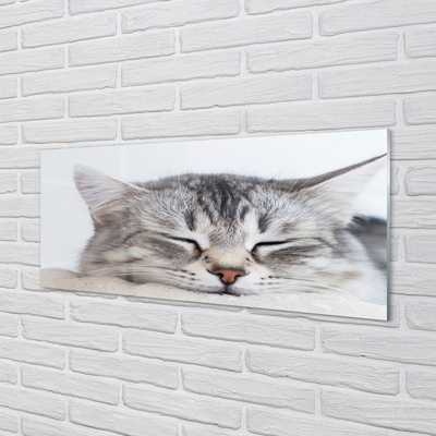 Acrylic print Sleeping cat