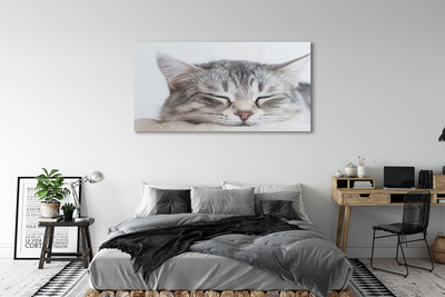 Acrylic print Sleeping cat
