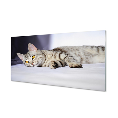 Acrylic print Cat lying