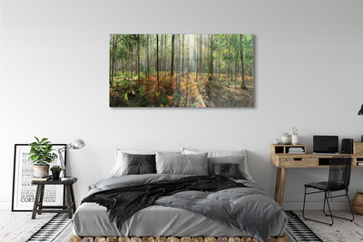Canvas print Birch forest