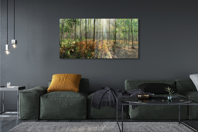 Canvas print Birch forest