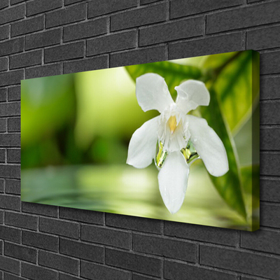 Canvas print Flower leaves floral white green