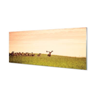 Glass print A herd of deer sunrise on the field