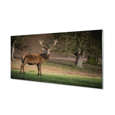 Glass print Common deer in the field