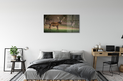 Glass print Common deer in the field