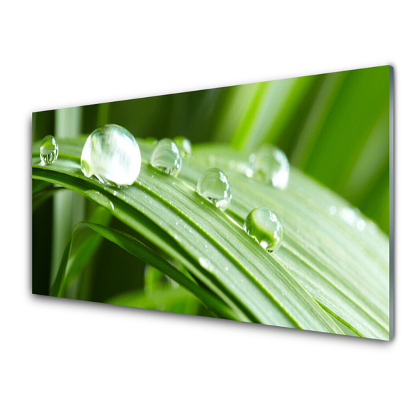 Acrylic Print Leaf dew drops floral green