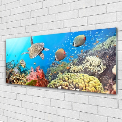Acrylic Print Coral reef landscape multi